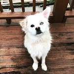 Pug Mix Puppies For Sale - Pug Mix Breed Profile ...