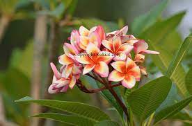 Check spelling or type a new query. Fireblast Deep Discount Brad S Buds And Blooms