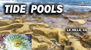 We did not find results for: La Jolla Cove The Best Things To Do Lajolla Com