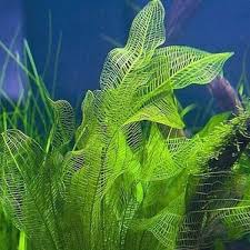 Image result for Wahlenbergia madagascariensis