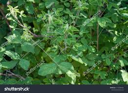 Image result for Crotalaria agatiflora