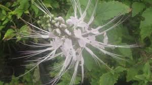 Suri roowi (saintis mardi), khasiat terbaik daripada misai kucing terletak pada bunganya. Khasiat Misai Kucing Meow Kafe Tok Park