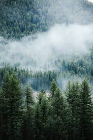 37 Foggy Forest Wallpapers On Wallpapersafari Pine trees field, firewatch game wallpaper, mountains, minimalism.