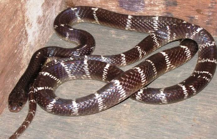 A six year old innocent child was bitten by a krait snake 
