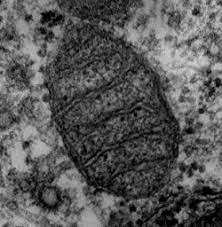 Cells consist of cytoplasm enclosed within a membrane, which contains many biomolecules such as proteins and the number of cells in plants and animals varies from species to species; Mitochondria Creationwiki The Encyclopedia Of Creation Science