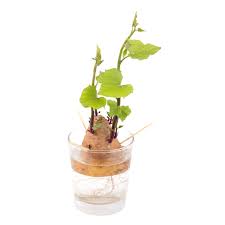 Image result for Ipomoea batatas pots