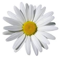 Feb 05, 2021 · 15 best white flowers for your garden 1 sweet alyssum. White Flower Free Stock Photos Rgbstock Free Stock Images Mzacha February 06 2010 154