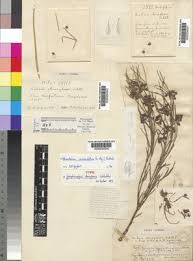 Image result for Stenostelma corniculatum