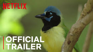 Watch over 200 free documentaries online. 15 Best Nature Documentaries On Netflix In 2021 Animal Movies