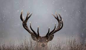 Snowy Scenes Deer Wallpaper Nature Animals Pet Birds