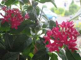 Image result for Pentas micrantha