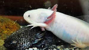 It starts with the male laying spermatophore, small conical packets of sperm, and doing a seductive dance of sorts, moving around with a rigid, pink tail, bumping the females cloaca, and trying to guide her onto the sperm. Wundheilung Forschung An Axolotl Und Dorsch Ndr De Ratgeber Gesundheit