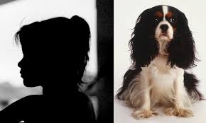King charles cocker spaniel