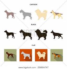 Not quite as stubborn and aloof as the chow chow parent but not as needy as the german shepherd, these hybrids make the best matches for. Pit Bull German Vector Photo Free Trial Bigstock