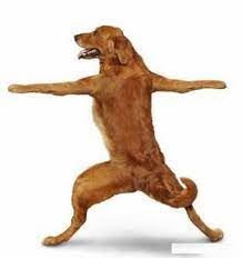 doggy yoga dog yoga dog doing yoga dog calendar