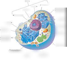 The cholesterol associated with animal cell membranes quizlet. 3 1 Animal Cell Diagram Quizlet