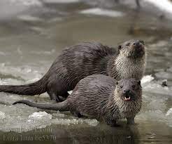 369 likes · 1 talking about this. Lontra Europese Otter Oter Utter Europeisk Oter Saukko