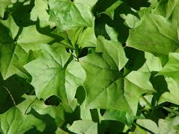 Image result for Delairea odorata