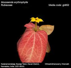 Image result for Mussaenda rivularis