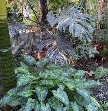 2,998 likes · 12 talking about this · 16 were here. Aroid Market Posts Facebook