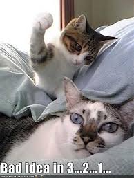 Bad Idea In 3 2 1 Cute Animals Funny Animal Pictures Crazy Cats