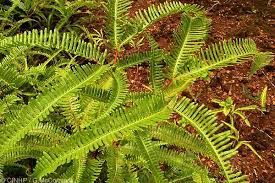 Image result for Dicranopteris elegantula