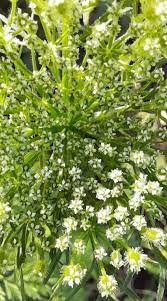 Image result for Daucus incognitus