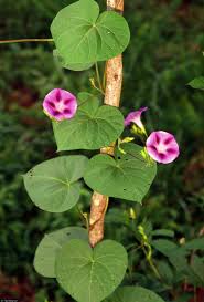 Image result for Ipomoea dichroa