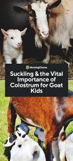 Suckling And The Vital Importance Of Colostrum For Goat Kids