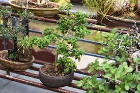 Check out our live bonsai tree selection for the very best in unique or custom, handmade pieces from our gardening & plants shops. Jaya S Bonsai A Botanist And Her Bonsai Garden Kochi News Times Of India