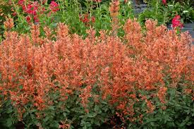 Buena planta alimenticia para abejas, abejorros y mariposasnecesita luz para germinar. Agastache Kudos Mandarin Drought Proof Sun Perennial With 5 Months Of Continuous Bright Orange Blooms Both Fl Perennial Plants Plants High Country Gardens