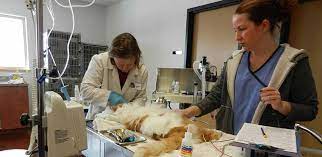 We did not find results for: Pet Dental Care And Cleaning Advanced Care Pet Hospital Saint Cloud Mn