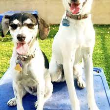 Heavenly Pet Resort - 101 Photos 173 Reviews - Pet Training - 1733 W San Bernardino Rd West Covina Ca - Phone Number