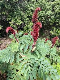 Image result for Melianthus