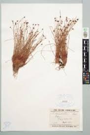 Image result for Isolepis costata