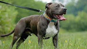 The blue nose pitbull is a purebred american pitbull terrier, yet it's categorize by its nose color being blue. Blue Nose Pitbull You Should Know About Youtube