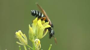 #39 red & black mason wasp (pachodynerus sp.). Potter Wasp Stock Video Footage 4k And Hd Video Clips Shutterstock