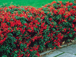 Image result for Pyracantha