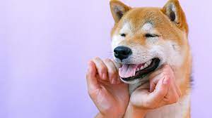 Shib Announces Big Nft Sale Will The Price Go Up