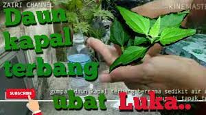 Apabila ditanya pada anakku, katanya dia tidak merasa sakit melainkan apabila dipicit atau ditekan pada. Pokok Kapal Terbang Ubat Luka Home Remedy Daun Kapal Terbang Youtube