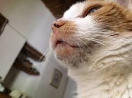 We did not find results for: Black Spots On A Cat S Chin Ebervet Petcare Group
