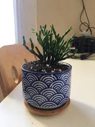 A cactus is a great addition to the home thanks to its striking shape, size and flowers. Just Got This Beauty Yesterday Is It Some Kind Of Pencil Cactus Succulents