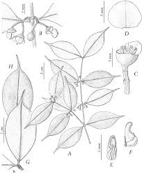 Image result for Memecylon myrianthum