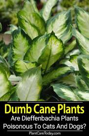 Pin On Pct Houseplant Care