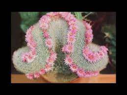 Top 10 cactus con las flores mas bonitas y raras del mundo подробнее. Cactus Mas Raros Parte Ii Youtube
