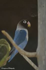 Check spelling or type a new query. Blue Mutation Of Black Masked Lovebird I Love The Coloring For A Love Bird Pet Birds African Lovebirds Beautiful Birds