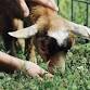 Open Arms Petting Farms — Swift Pumpkins and Produce, LLC