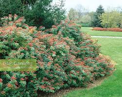 Image result for Pieris japonský little heath obrázek