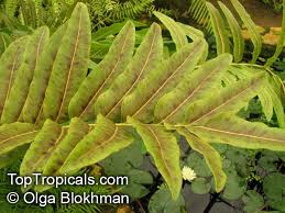 Image result for Acrostichum aureum