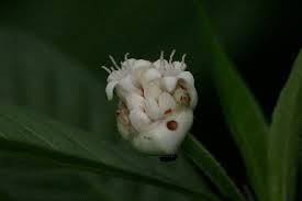 Image result for Psychotria peduncularis